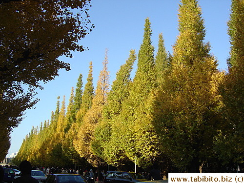 Although not every tree has turned golden, it still creates a beautiful picture
