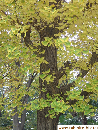 Half-turning ginkgo leaves are pretty