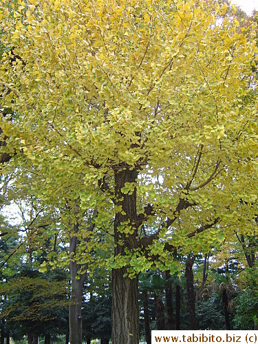 Ginkgo trees turn golden from the top down