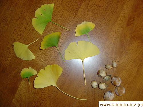 Ginkgo leaves and stinky stinky nuts