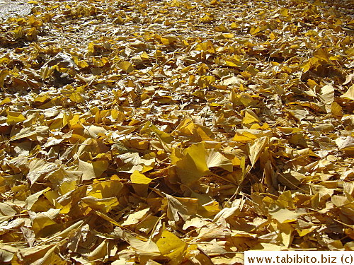 Ginkgo leaves turn this part of the park a sea of gold