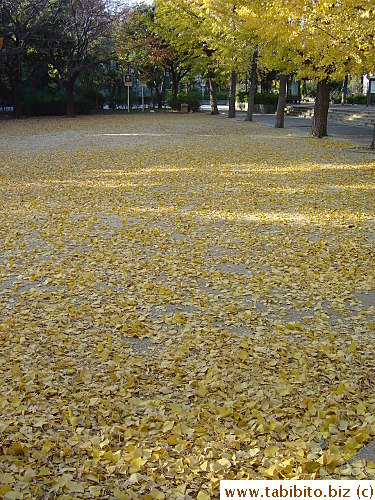 This is where I pick up my ginkgo nuts