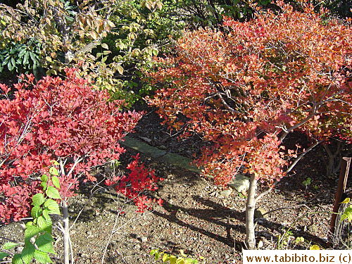 Red and orange amongst greenery