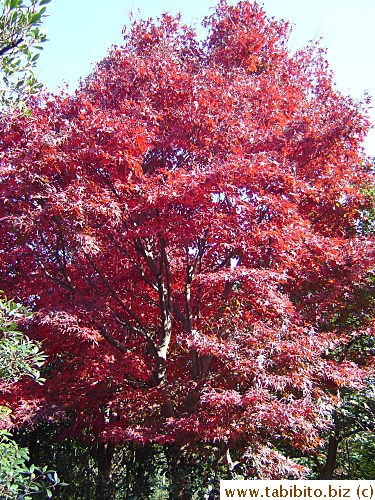 A large lone maple tree in this garden, just lovely