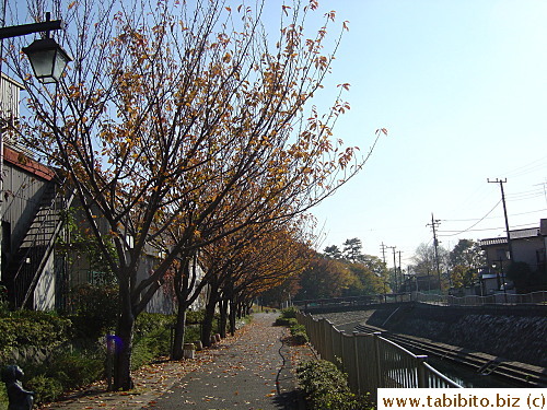 These trees have nearly lost all their leaves
