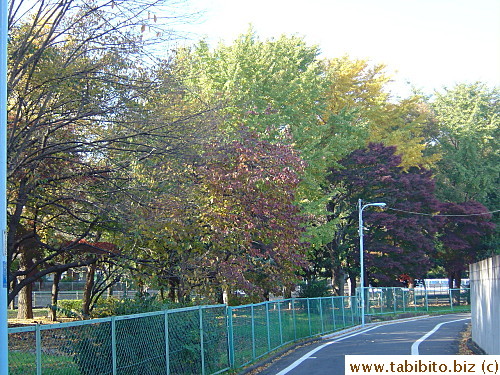 The designated cycle path puts on some new colors too