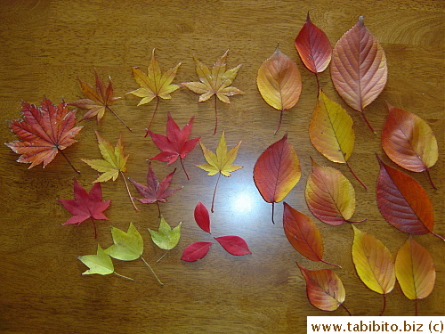 Some leaves I picked up on my way home after the ride