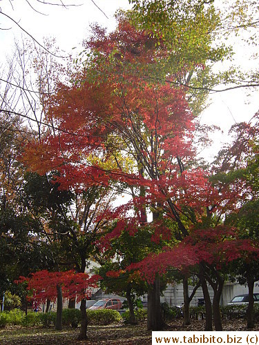 This is the prettiest maple tree within five km from our apartment. It has a variety of reds in just one tree