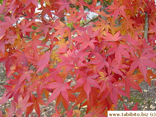 Beautiful reds on the tree in the picture above