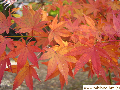 And on the next branch are mostly golden and orange leaves