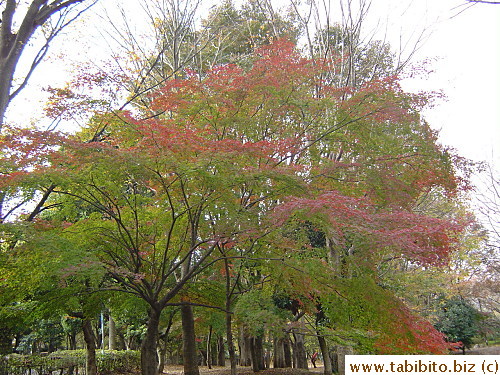 This large maple tree still has bright green leaves when some of them have turned a brilliant red