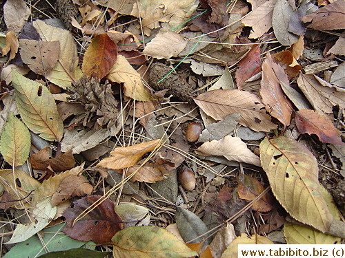 KL and I ventured into a very secluded park on our ride one morning and the whole area is covered with leaves, twigs, nuts and pine cones. Thought I'd take their picture for keepsake