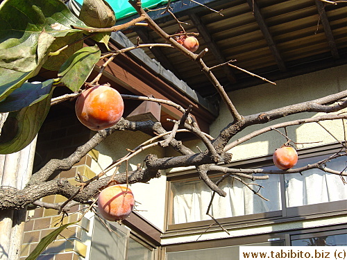 Persimmon tree in someone's front yard, how lucky