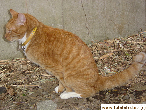 When he pees, his face looks very intense