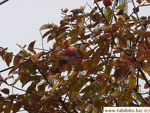 Persimmons in someone's front yard