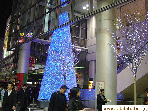 Mark City's tall Christmas tree