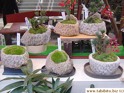 Pot plants in natural stone pots