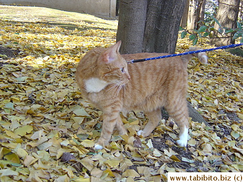 I took Daifoo for a walk in the park