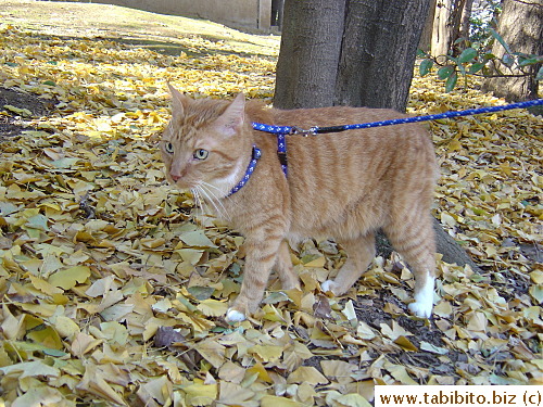 He was gazing at some pigeons in front of him