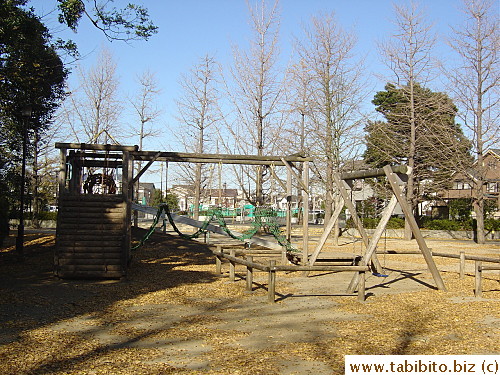 All the ginkgo trees in our park are bare