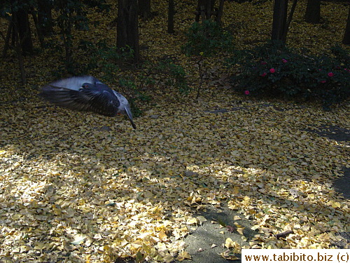 A pigeon startled by Daifoo was photographed mid-flight