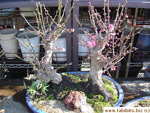 Teeny little pink plum trees bonsai
