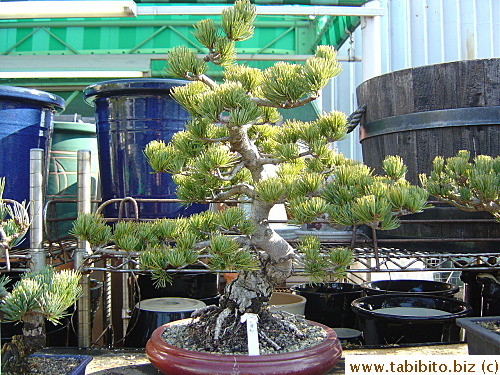 Pine tree bonsai
