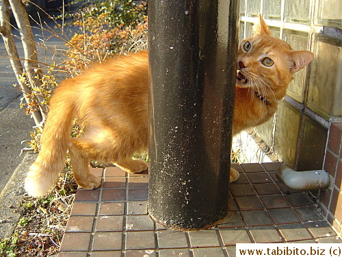 Like all cats, he has a satisfying look on his face with the mouth open after sniffing a GOOD smell. Some other cat must made its mark on that pillar