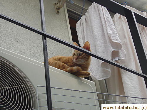 Towa resting on the air conditioner in the balcony