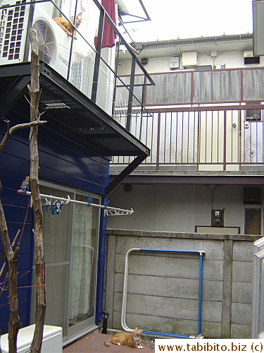 Daifoo likes to rest under Ms Y's balcony. He's on the alert for Towa's presence above him