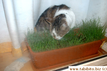 Mauwi getting her daily salad fix