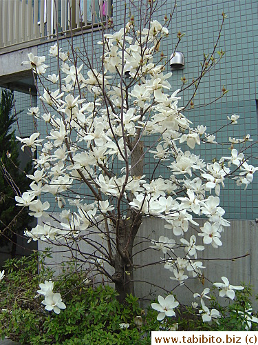 A magnolia-looking tree