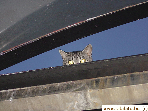 A curious visitor on top of our balcony roof