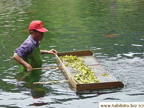 A staff cleans up fallen leaves in the koi pond