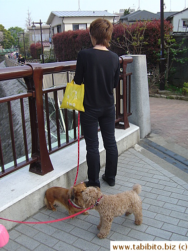 Another dog walker's pooch takes interest with its peer