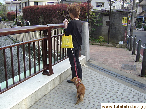 A woman stops to snap a photo while out walking with her dog which has two pink ribbons on its ears
