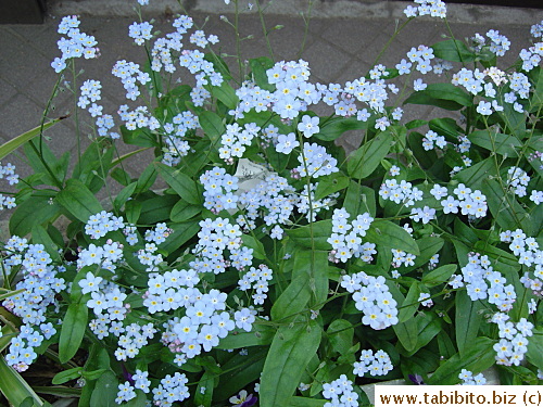 Dainty little flowers in gorgeous blue color
