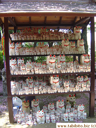 This is the star display of Gotokuji, you don't go there and not see this collection of porcelain maneki neko