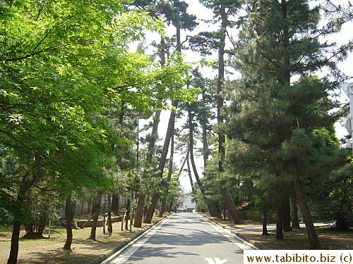 The tree-lined street that leads to the entrance