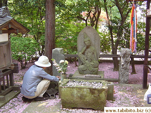 A visitor cleans up this area where a statue is displayed and wished on.  Notice the ground that is covered with a carpet of fallen pink petals.  Pretty