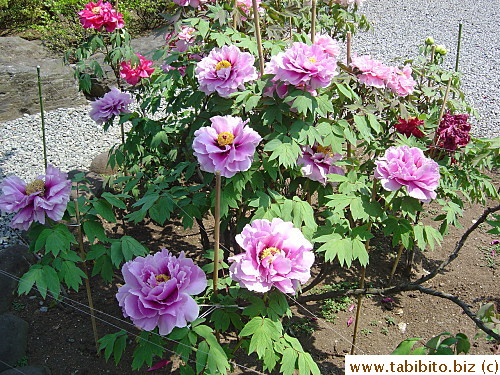 A group of large peony occupies an area in front of the reception hall