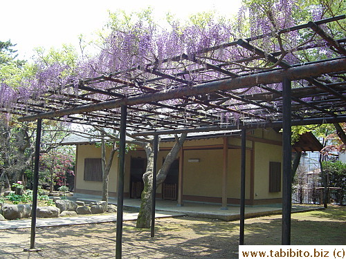 Spotted this wisteria-covered trellis on our way out of the shrine