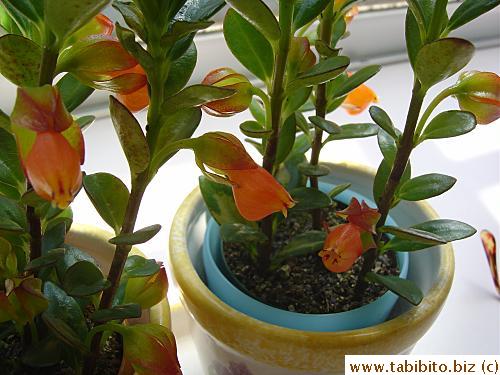 Our newly-acquired plants. These Goldfish plants don't get their names for nothing