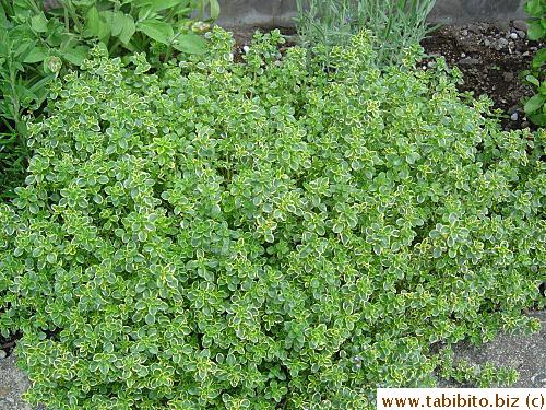 Thyme