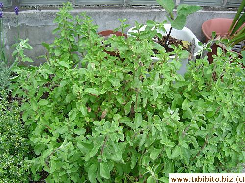 Marjoram