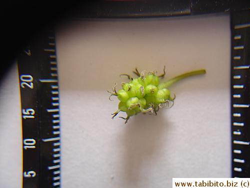 Unripe mulberry (less than 1 cm in width)