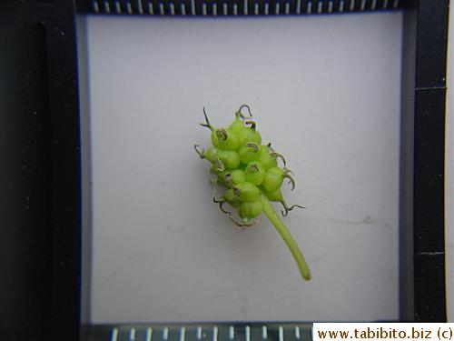 Each mulberry is made up of a cluster of