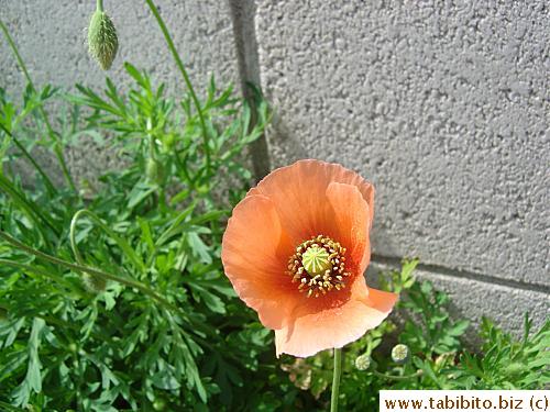 Wild poppy