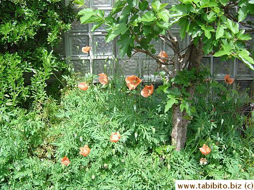 Orange poppies pop up in our nextdoor neighbor's front