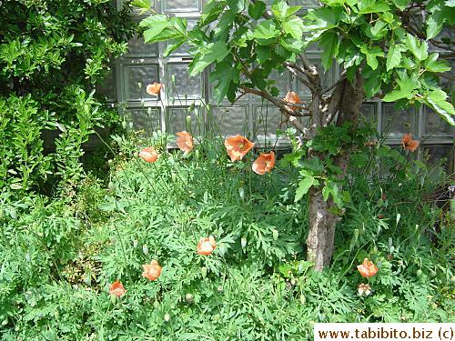 Orange poppies pop up in our nextdoor neighbor's front 